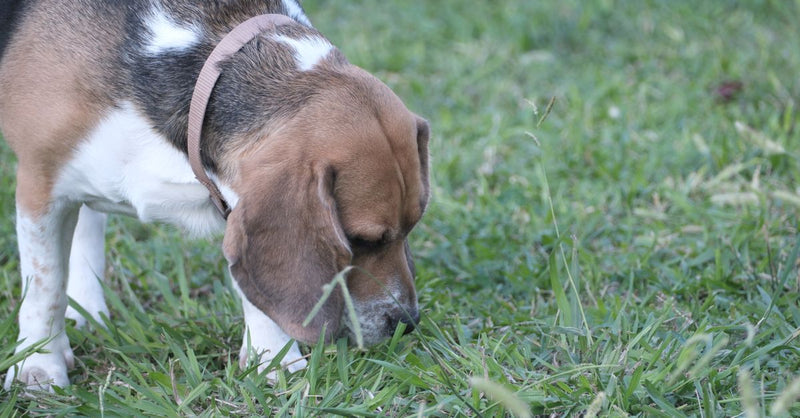 A healthy tri-color Beagle with floppy ears sniffs the green grass intently, looking calm and curious.