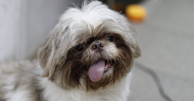 Cute Shih Tzu puppy with tongue out, showcasing playful and joyful expression indoors.