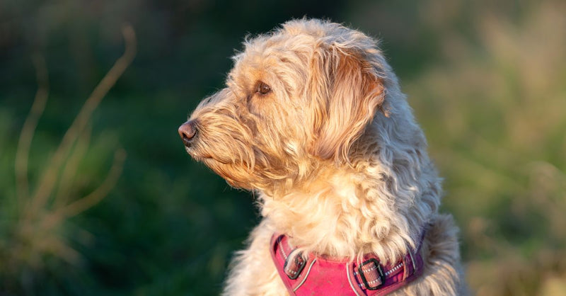 A healthy, calm light brown curly-haired dog wearing a pink harness sits outdoors, looking to the side in soft sunlight.