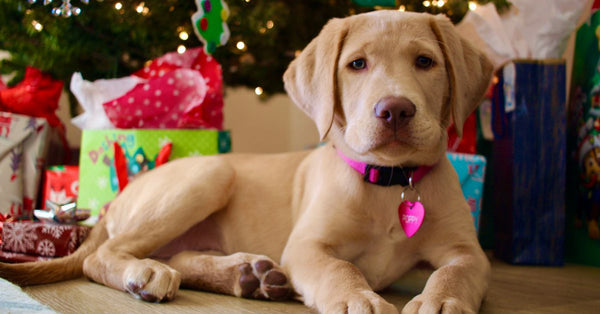 A cute golden Labrador puppy lies calmly in front of a decorated Christmas tree with wrapped presents, looking at the camera.