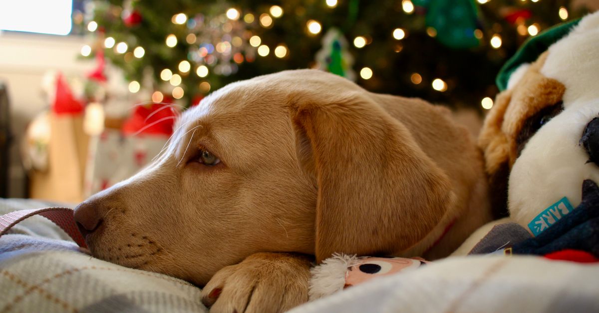 A healthy, calm cream-colored Labrador Retriever puppy lies on a plaid blanket in front of a blurred Christmas tree.