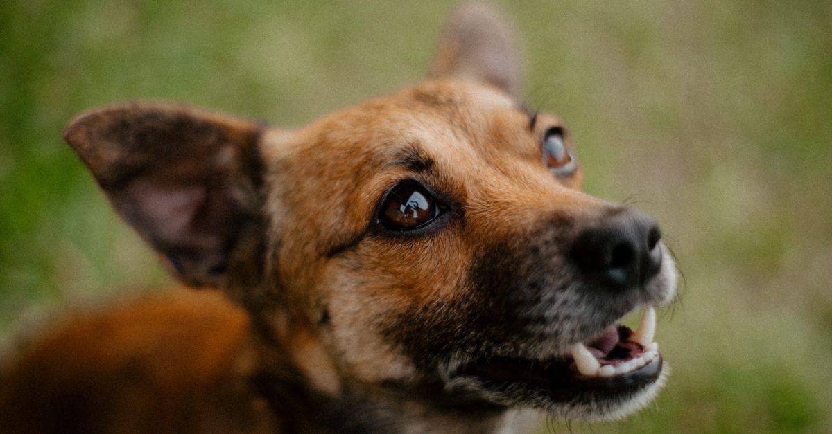 Is Human Glucosamine Safe for Dogs with Sensitive Stomachs? UK Vet Explains