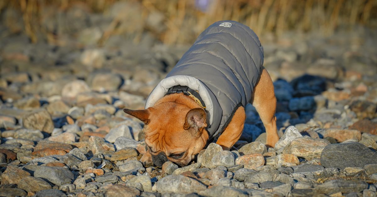 A healthy, fawn French Bulldog in a grey puffer coat sniffs intently at rocks on the ground, face visible.