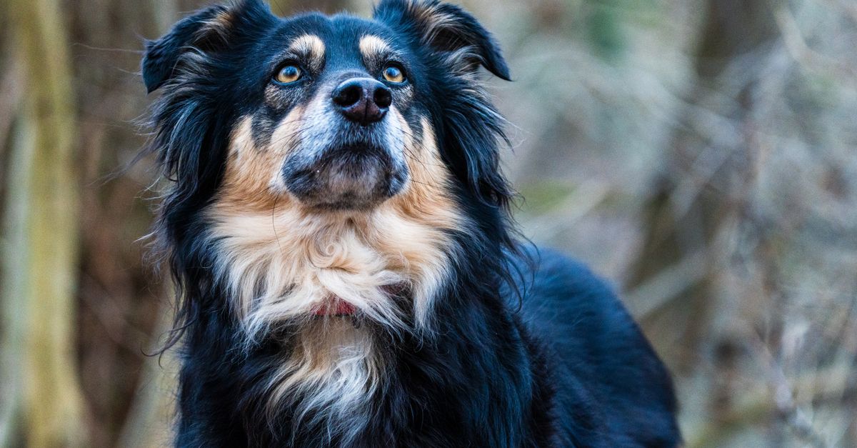 A healthy, calm black, tan, and cream long-haired dog with blue eyes looks up intently in a natural setting.