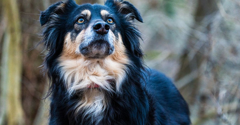A healthy, calm black, tan, and cream long-haired dog with blue eyes looks up intently in a natural setting.