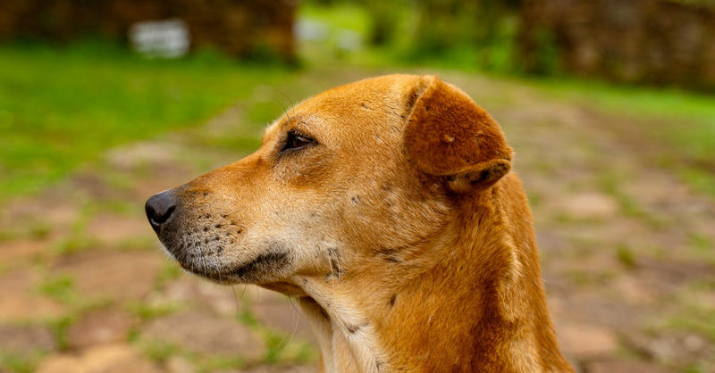 A thoughtful brown street dog gazes outside on a sunny day.