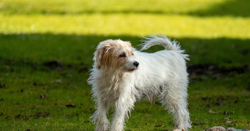 A healthy, scruffy white terrier mix stands alert in a sunny green field, looking to the right.