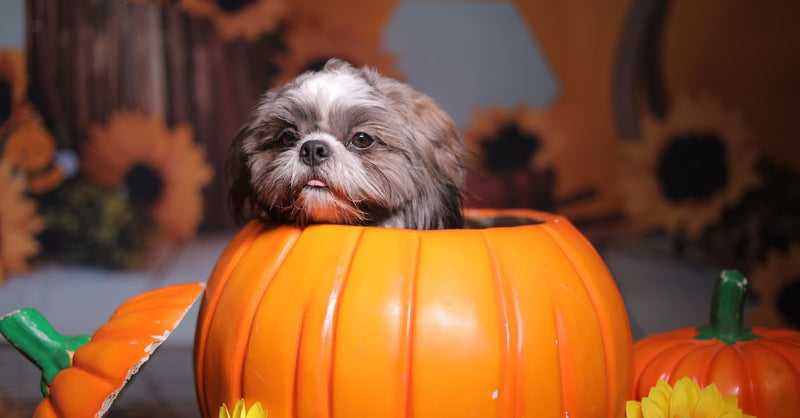 A small Shih Tzu puppy with brown and white fur sits inside a large orange pumpkin, surrounded by sunflowers.