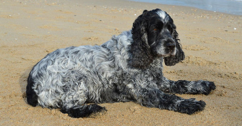 A healthy, calm blue roan Cocker Spaniel lies on a sandy beach, looking towards the right with the sea in the background.