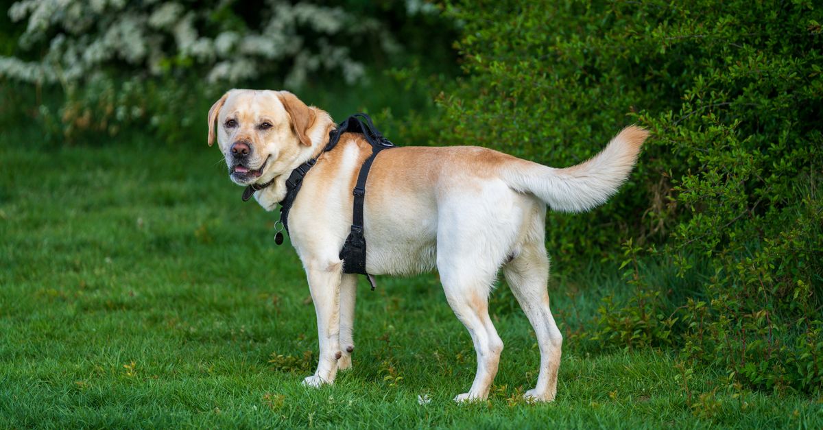 A healthy, calm cream-colored Labrador Retriever stands on green grass, looking towards the camera with a slight smile.