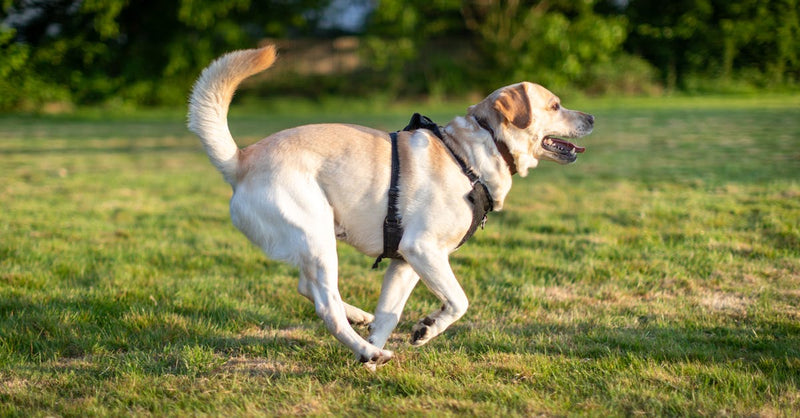 Labrador Retriever joyfully running outdoors in a sunny park, harnessed and lively.