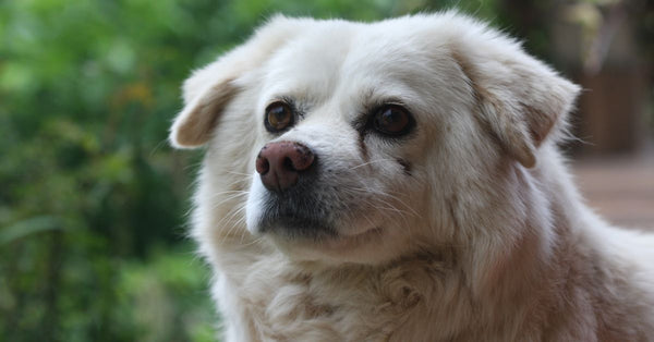 Dog Ear Infection: UK Vet Advice for Causes & Treatment