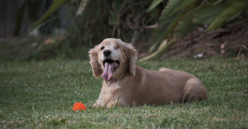 A healthy, happy golden Cocker Spaniel lies on green grass next to a bright orange toy, panting with its tongue out.