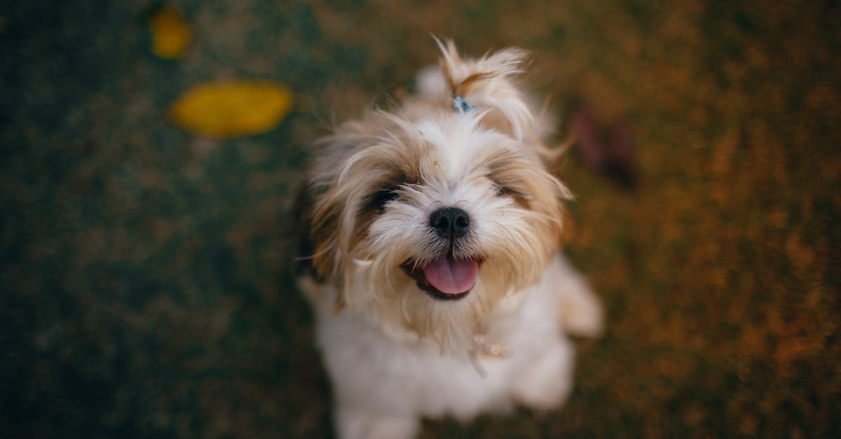 Adorable Shih Tzu puppy smiling outdoors in a park in Belo Horizonte, Brazil.