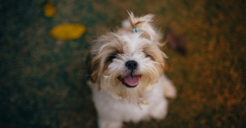 Adorable Shih Tzu puppy smiling outdoors in a park in Belo Horizonte, Brazil.