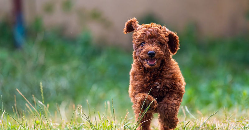 A happy, fluffy brown puppy with floppy ears runs through green grass, looking directly at the camera with a joyful expressio
