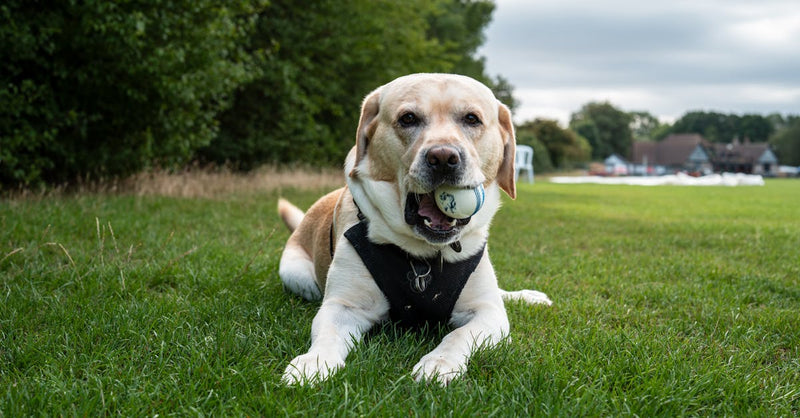 A Labrador Retriever lying on grass with a ball, enjoying a sunny day outdoors.