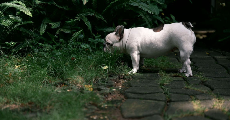 A healthy white French Bulldog with a brown patch on its back sniffs grass next to a stone path in a lush garden.
