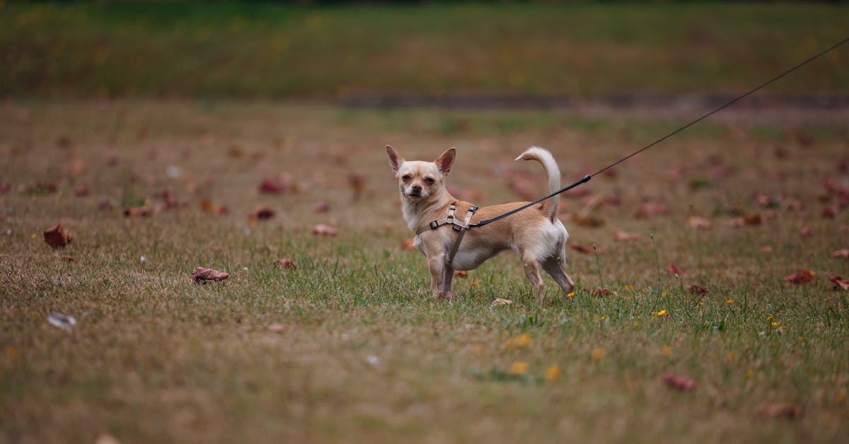 Small Chihuahua on a leash standing in a grassy park during fall.