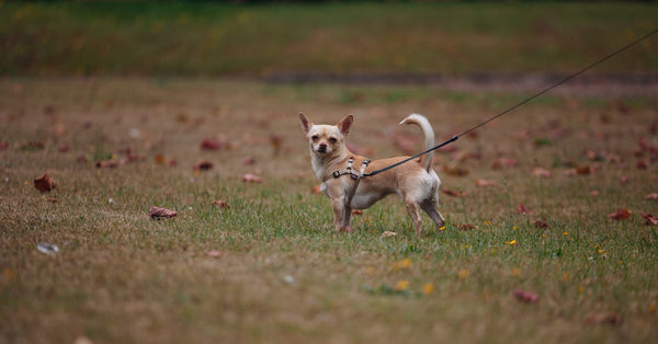 Small Chihuahua on a leash standing in a grassy park during fall.