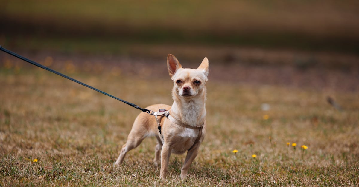 A beige Chihuahua standing confidently on a grassy field, tethered by a leash.