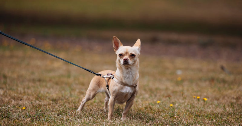 A beige Chihuahua standing confidently on a grassy field, tethered by a leash.