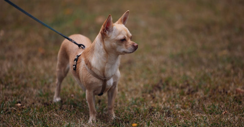 A beige Chihuahua dog on a leash standing on grass during the day.