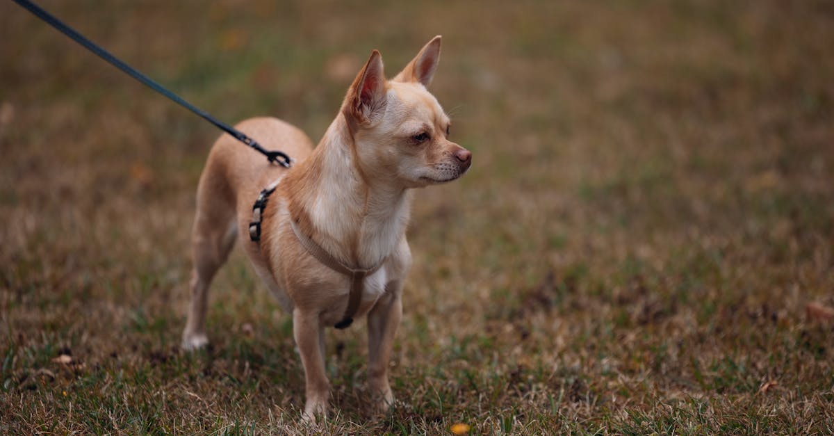 A beige Chihuahua dog on a leash standing on grass during the day.