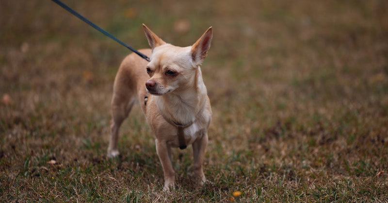 A beige Chihuahua stands on grass with leash outdoors, looking alert juno daily juno dog juno pets