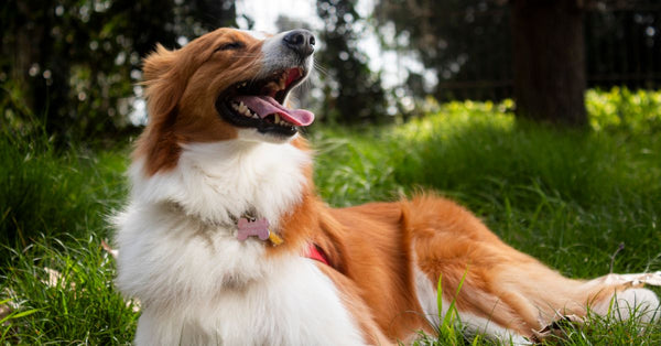 Best Diet for Golden Retrievers with Sensitive Skin: A UK Vet Guide