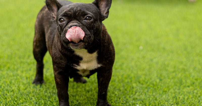 A healthy black French Bulldog with a white chest stands on bright green artificial grass, licking its nose.