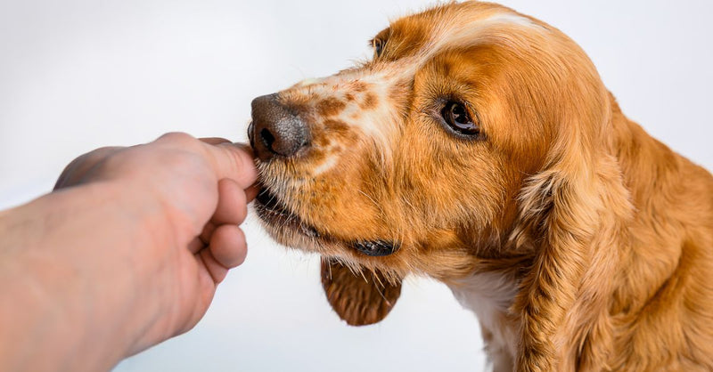 A healthy, calm fawn and white Cocker Spaniel puppy takes a treat from a human hand against a white background.