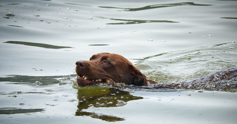 A healthy, calm brown Labrador swims in water, with its head and part of its back visible above the surface.