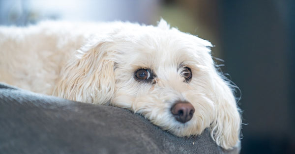 A small, white, fluffy dog with wet fur lies on a grey dog bed, looking directly at the camera with wide eyes.