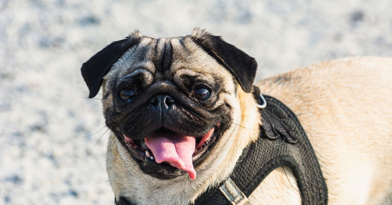 A healthy, happy fawn pug with a black mask and a black harness, panting with its tongue out, looking at the camera.