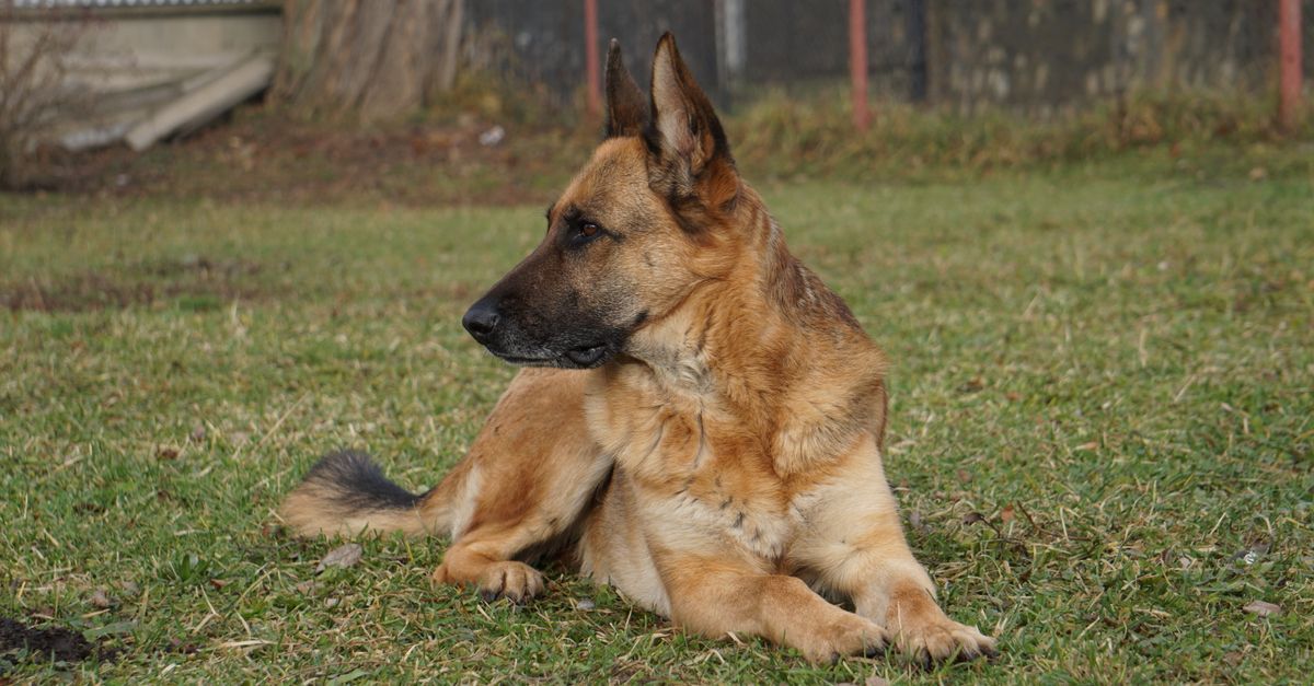 A healthy, calm German Shepherd dog with tan and black fur lies on green grass, looking alertly to the side.
