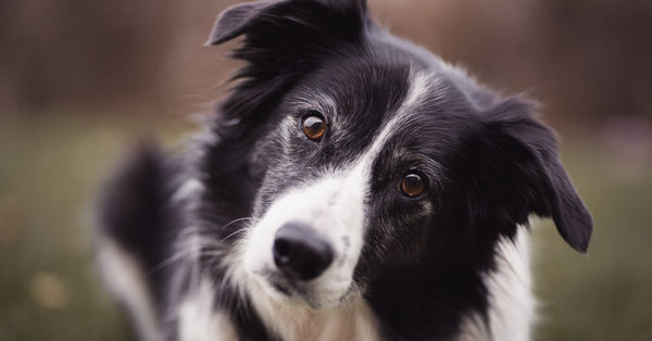 A healthy black and white Border Collie with a tilted head looks directly at the camera, conveying curiosity.