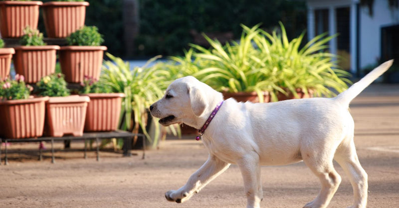 A healthy, calm cream-colored Labrador Retriever puppy with a purple collar lifts its front paw while walking outdoors.
