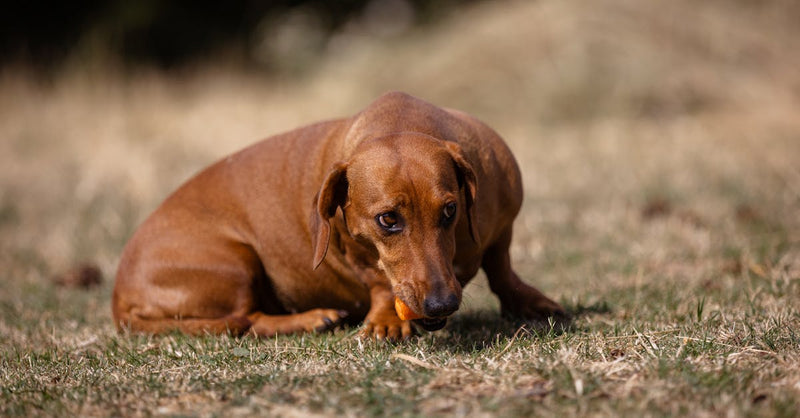 Brown dachshund eating carrot while lying on grass. Cute outdoor pet scene.