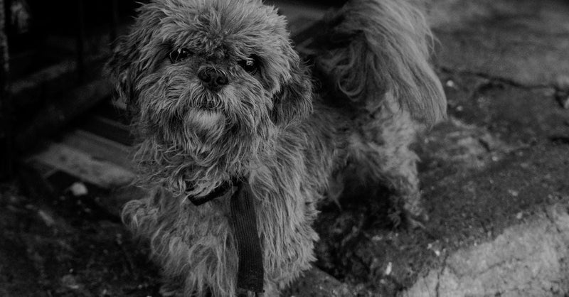 Dog Yelps When Getting Up: A UK Vet Explains Why and What to Do