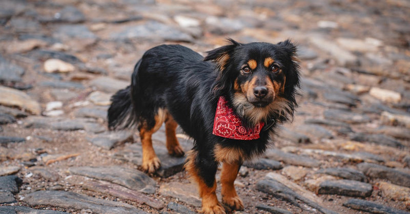Charming black and brown dog wearing a red bandana, standing on a cobblestone path.