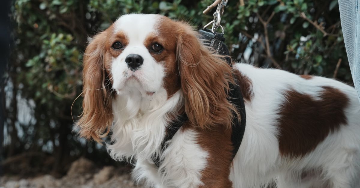A healthy, calm Cavalier King Charles Spaniel with white and brown fur looks directly at the camera, on a lead outdoors.