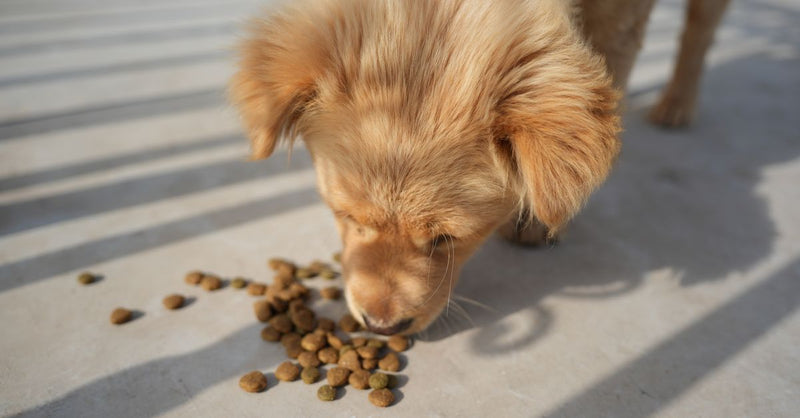 A healthy, happy golden retriever puppy eats kibble scattered on a light grey patio in dappled sunlight.