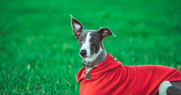 A healthy grey and white Whippet wearing a red hooded cape lies calmly in vibrant green grass, looking alert.