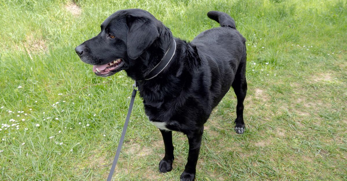 A healthy, calm black Labrador mix dog with a white chest patch stands on a leash in a grassy field, looking alertly to the s