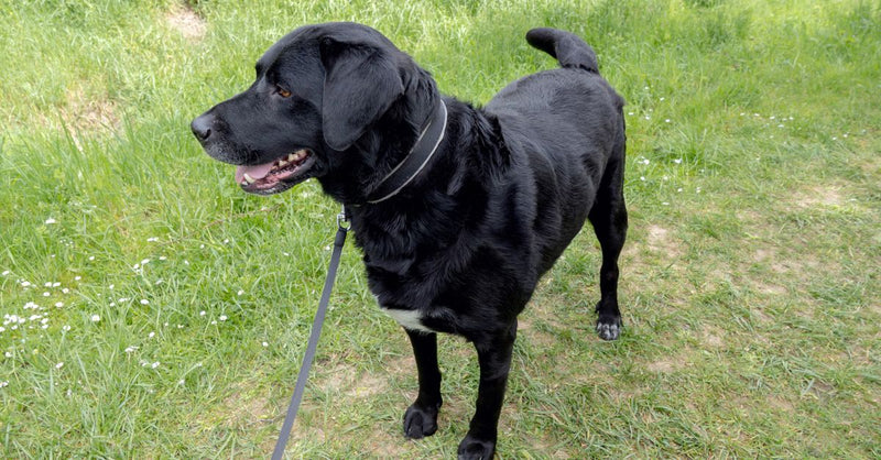 A healthy, calm black Labrador mix dog with a white chest patch stands on a leash in a grassy field, looking alertly to the s
