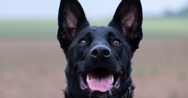 Is a Raw Diet Actually Better for Dog Digestion? A UK Vet Explains