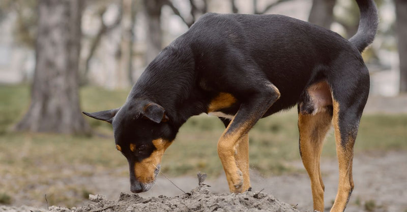A healthy black and tan dog with floppy ears sniffs intently at a pile of dirt in a park, looking curious.
