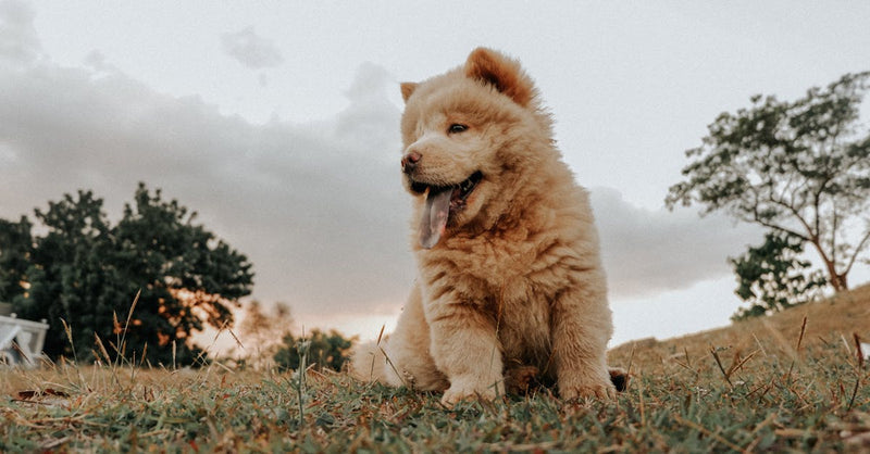Adorable chow chow puppy enjoying the outdoors with a vibrant sky backdrop.