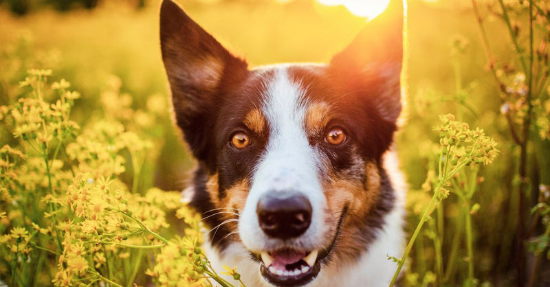 A healthy, happy tricolor Border Collie with bright eyes smiles in a field of yellow flowers at sunset.